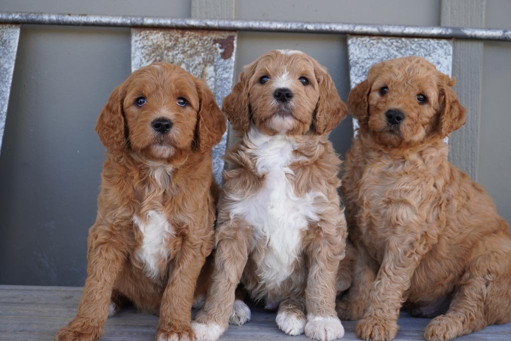 Goldendoodles
