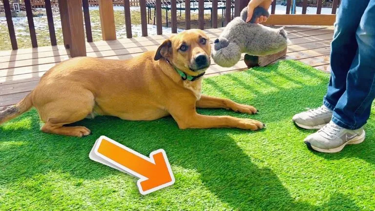 artificial grass for dogs