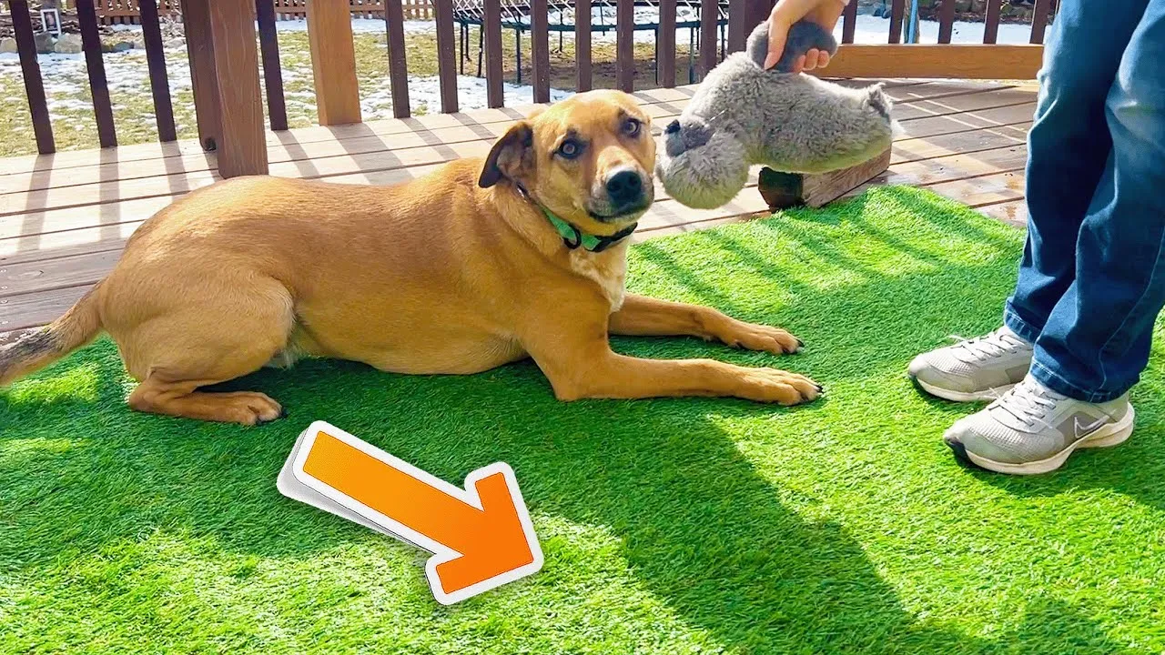 artificial grass for dogs